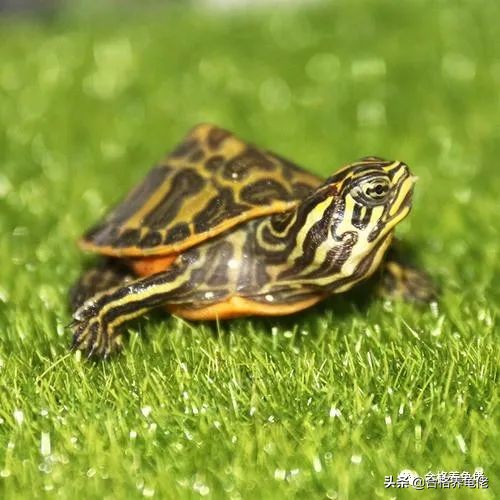 龟生病之前会出现哪几个现象,龟拒食不下水怎么办