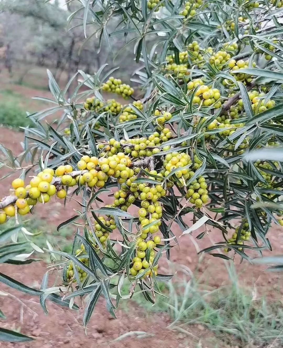 沙棘蚂蚁森林,沙棘洗面奶