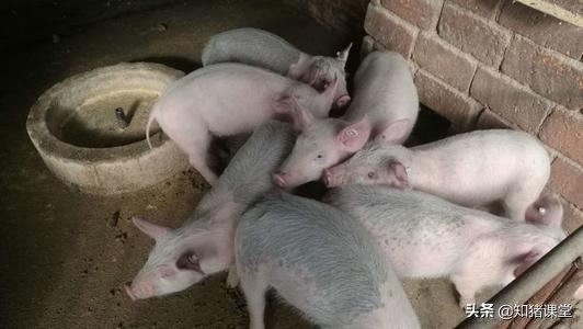 葡萄糖在养猪中的功效与作用,猪场用的葡萄糖是人用的吗