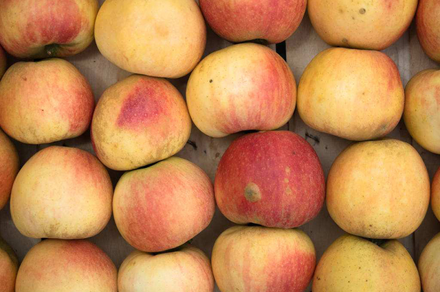 为什么苹果苗会变红,为啥你种植的果树不长根