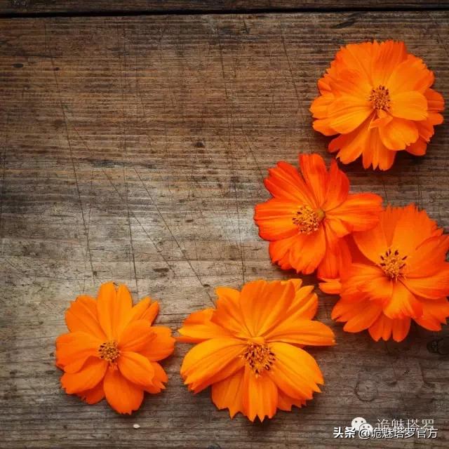 「Sara话占卜」风行日本的12花宫爱情占卜