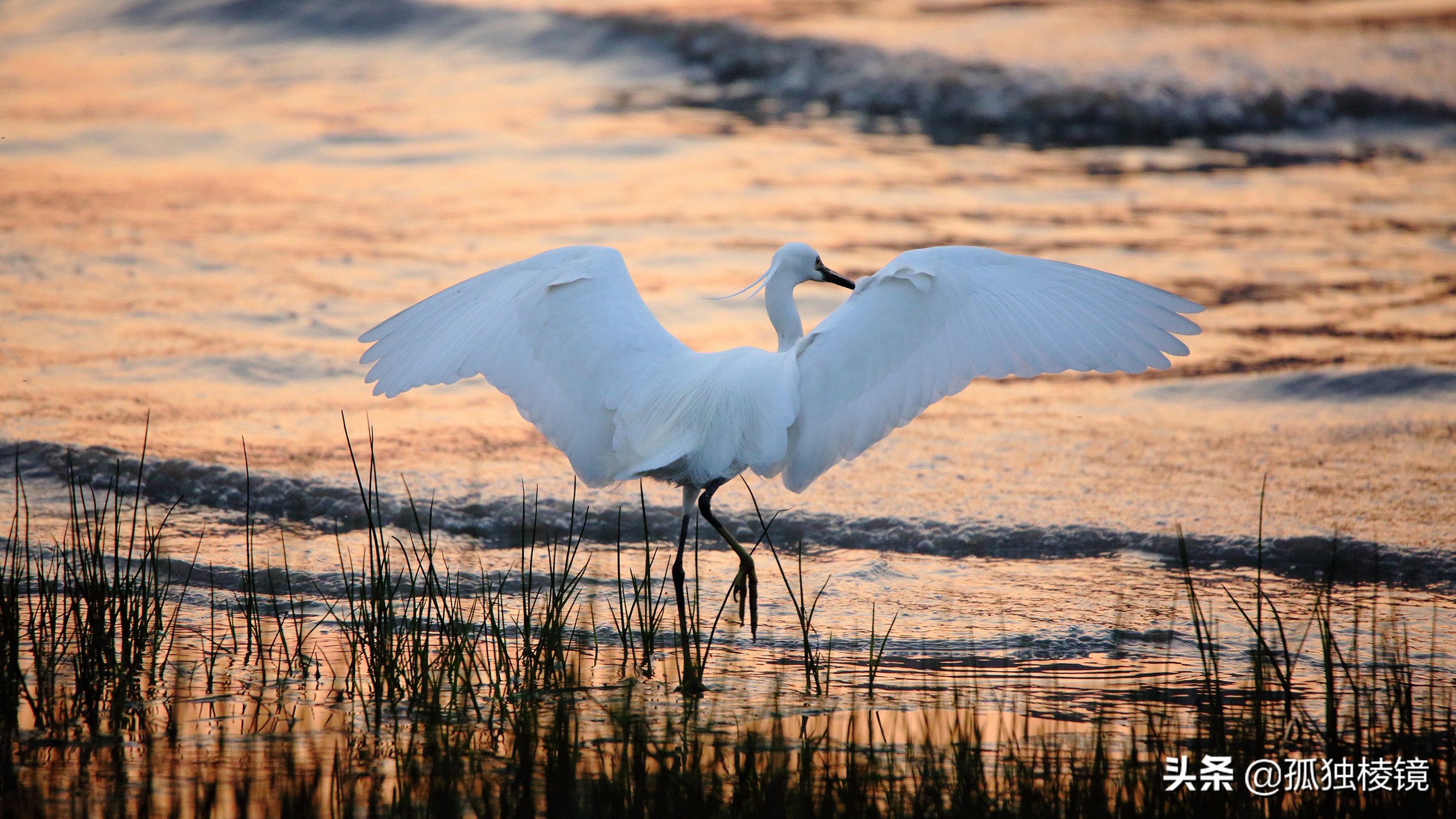 白鹭拍摄测光曝光技巧,白鹭的拍照技术
