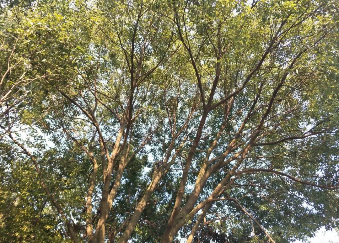 苏州托普学校21届,苏州托普考试时间