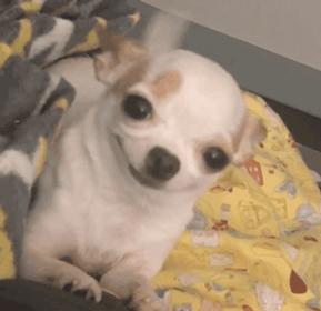 你会逗狗狗开心吗？这8件小事，主人做一件都能让它开心一整天