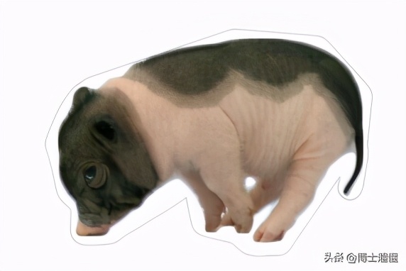 美国控制了中国养猪业吗,中国生猪被美国垄断吗