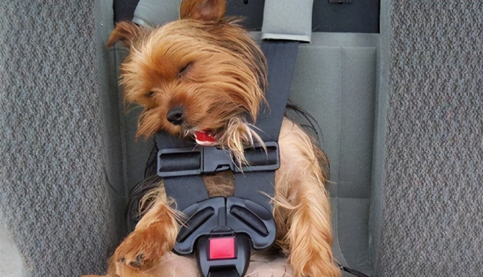 狗狗晕车吐了之后怎么调理,狗狗晕车呕吐没精神没食欲怎么办