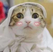 荷兰猪和金丝熊龙猫混养,荷兰猪金丝熊龙猫区别