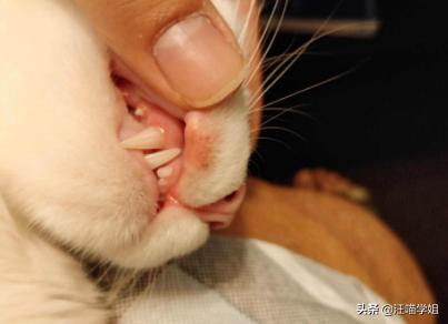 猫咪嘴巴边缘红肿怎么处理,猫咪一只眼睛红肿流泪是怎么回事