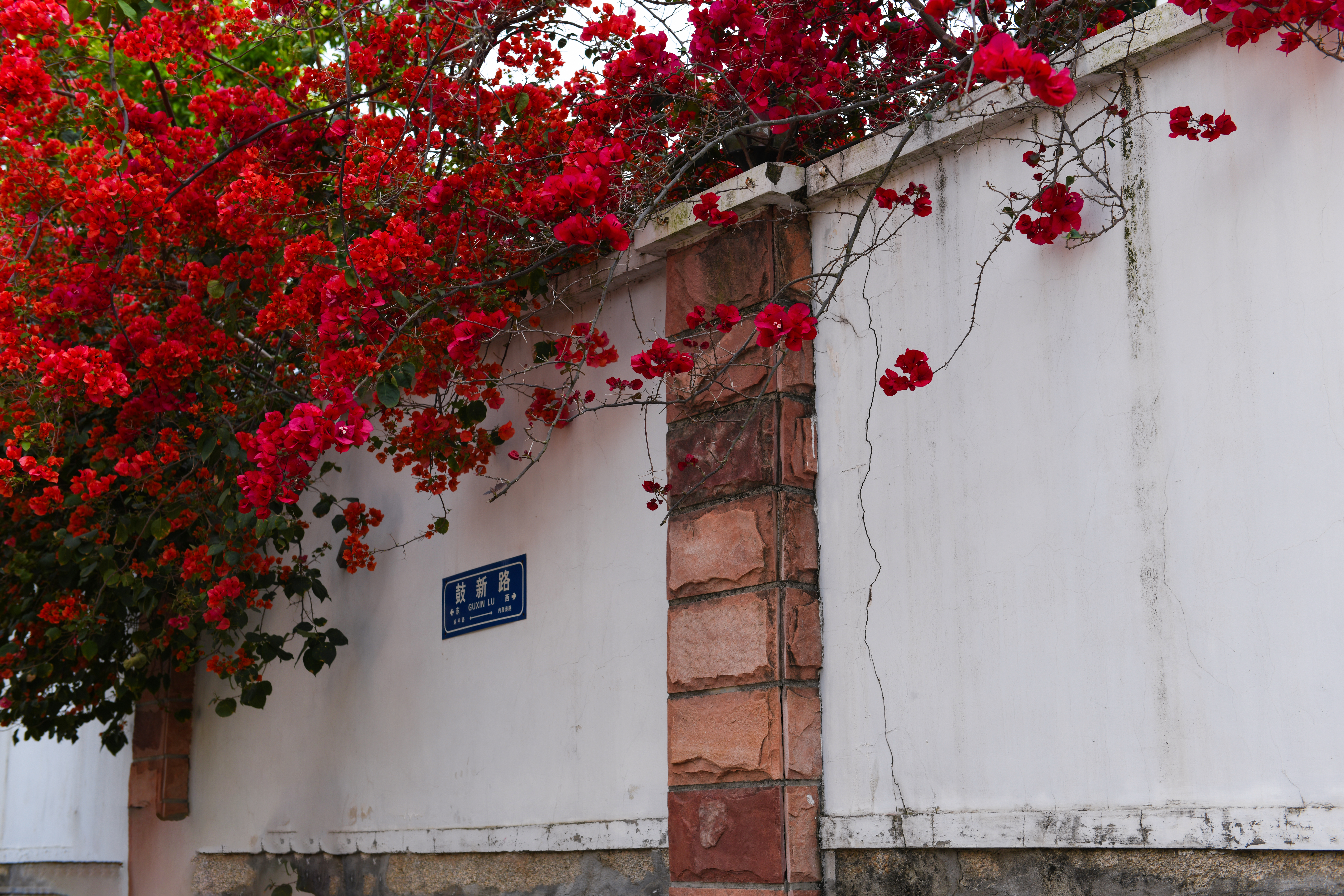 厦门鼓浪屿免费,厦门景点半价政策最新规定