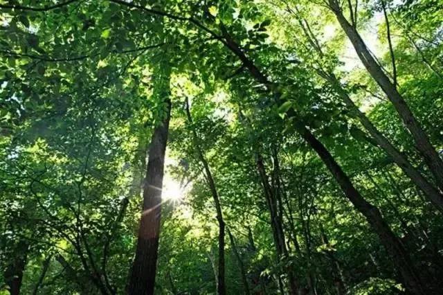 番禺区沙湾镇彩钢板板房厂家,番禺区沙湾镇村