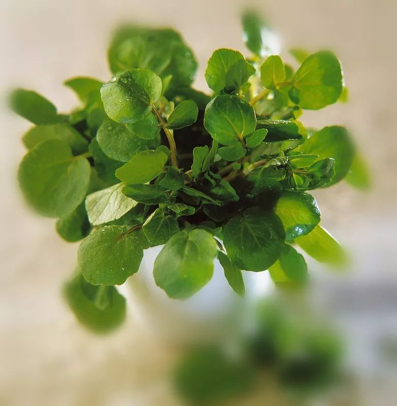 痰是百病之源怎么调理好,食疗治痰的好偏方