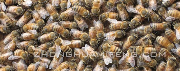 蜜蜂合群的最佳方法,蜜蜂养殖实用技术