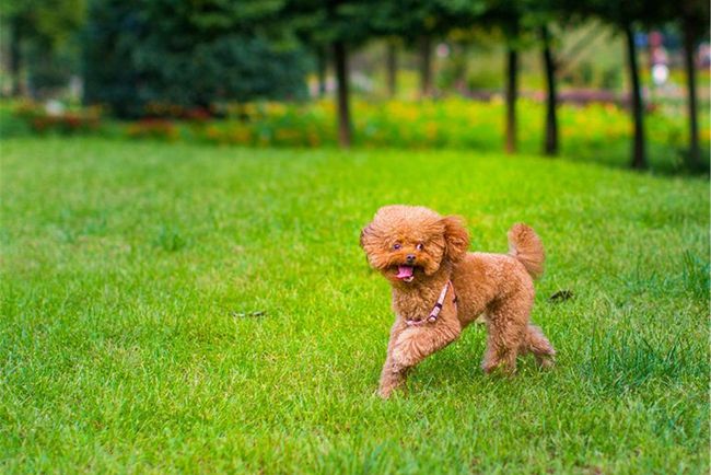 贵宾犬喜欢睡在主人怀里,贵宾犬为什么不能一起睡觉