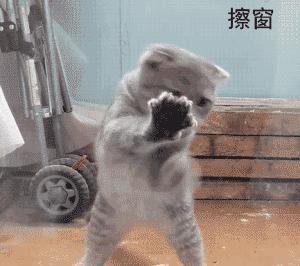 看到自家猫心情都会很好,这样的猫你会想养一只吗