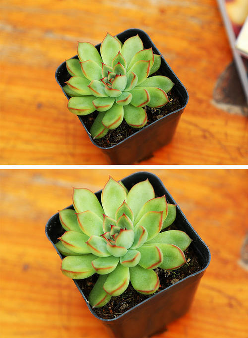 废旧盒子用来养多肉，叶片肥润颜值高，创意十足增添不少乐趣