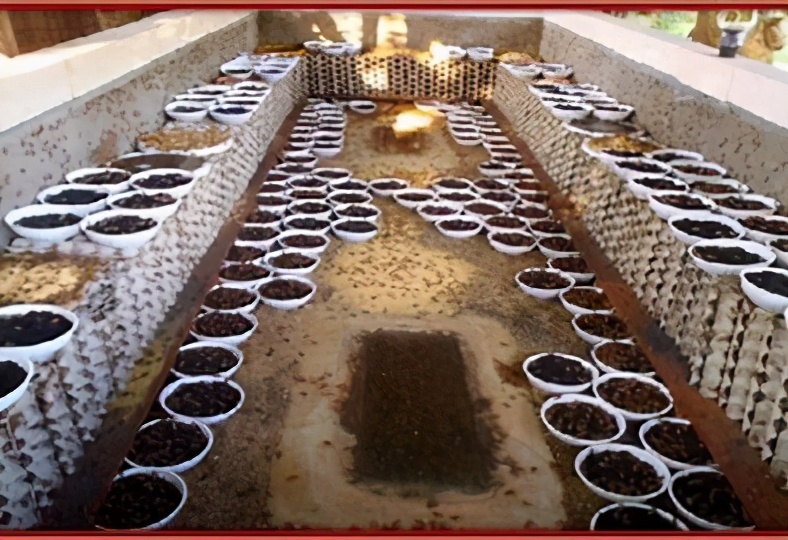 食用蟋蟀养殖赚钱吗农村,食用蟋蟀养殖