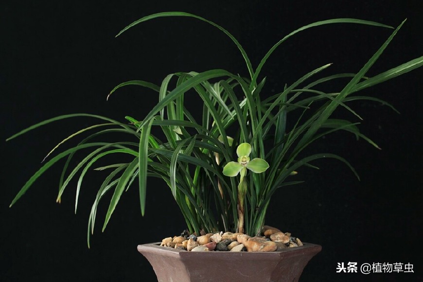 刚上盆的兰花叶子上有小黑点,兰花上盆时黑色的脏东西要清理吗