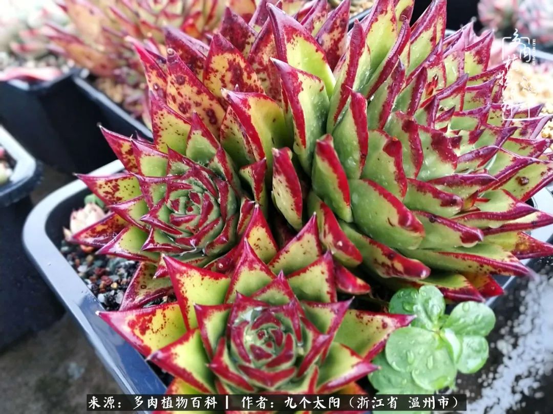 景天、球和龙舌兰，只要是多肉，都喜爱