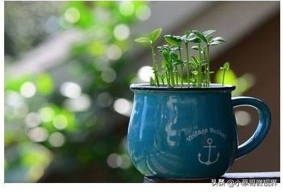 吃完的水果种子不要丢,吃完水果果核别扔