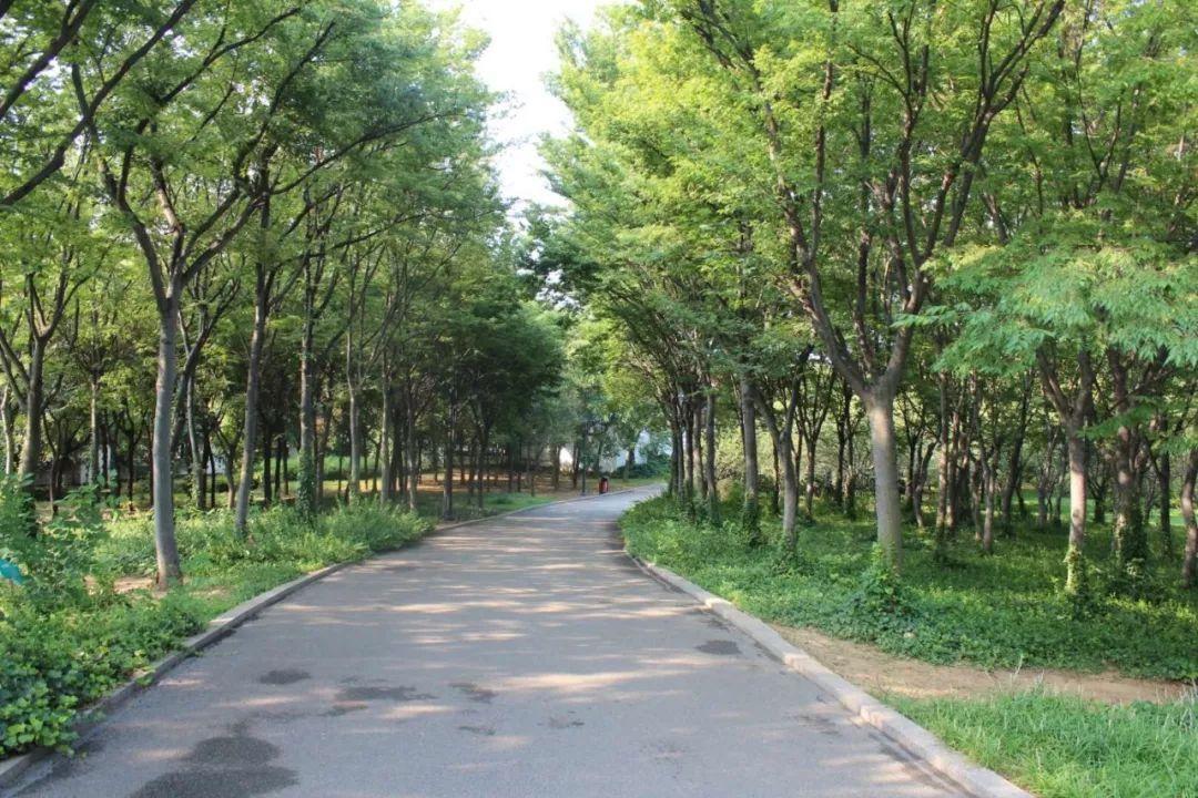 树的胸径和地径怎么换算,树的地径和胸径怎么换算