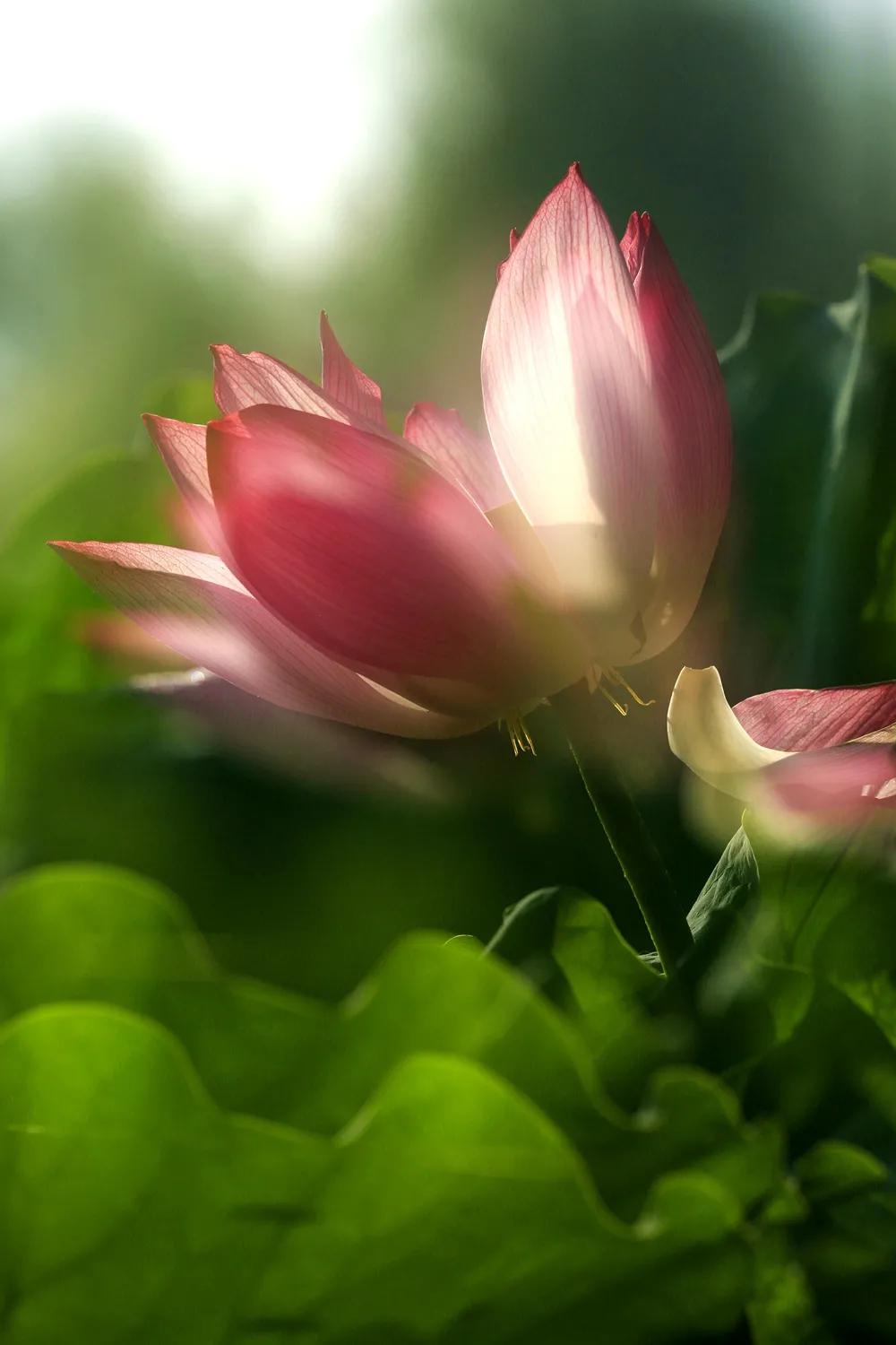 津门网金熙男：梦幻荷韵