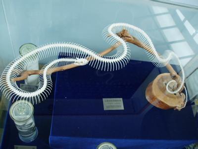 蛇最长时间能活多久,泡酒两三年的蛇打开瓶盖还会咬人