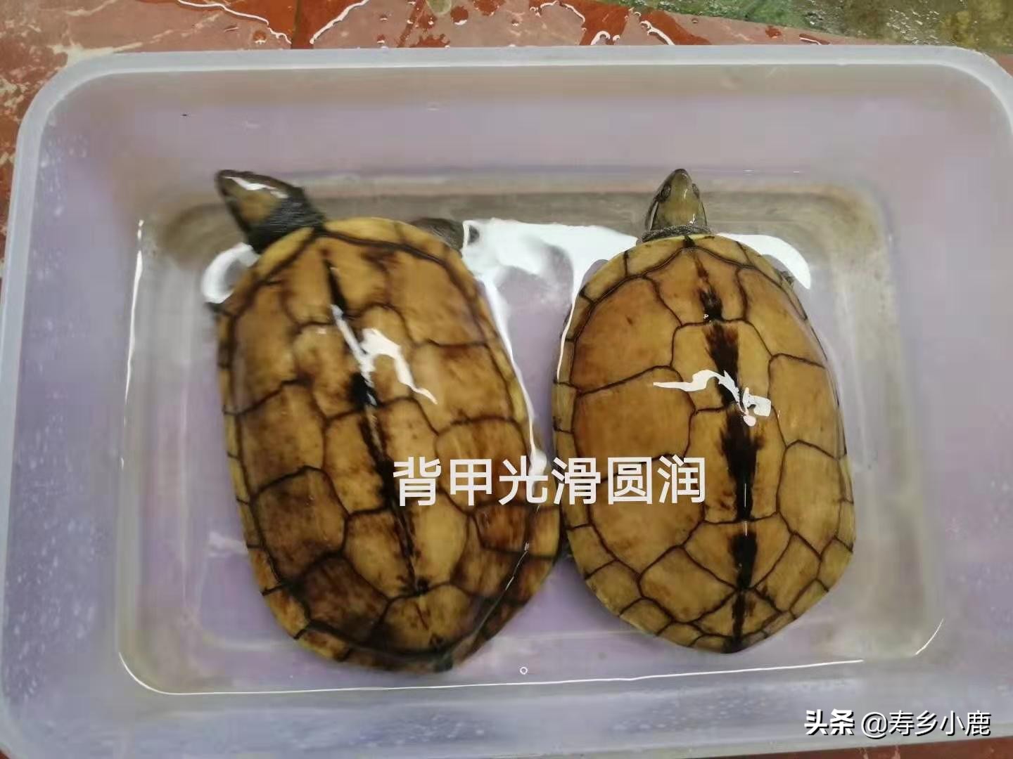 怎么养石金钱龟才是正确的方法,养了五年的石金钱龟应该有多大