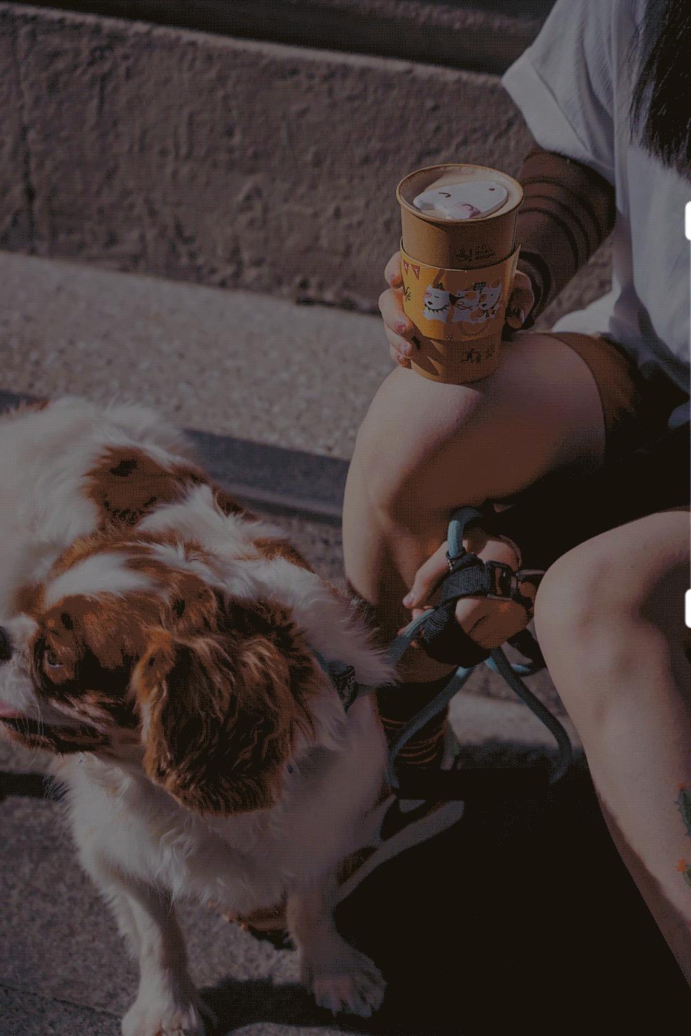 限量200万份，快来麦咖啡认领你的「专属萌宠」