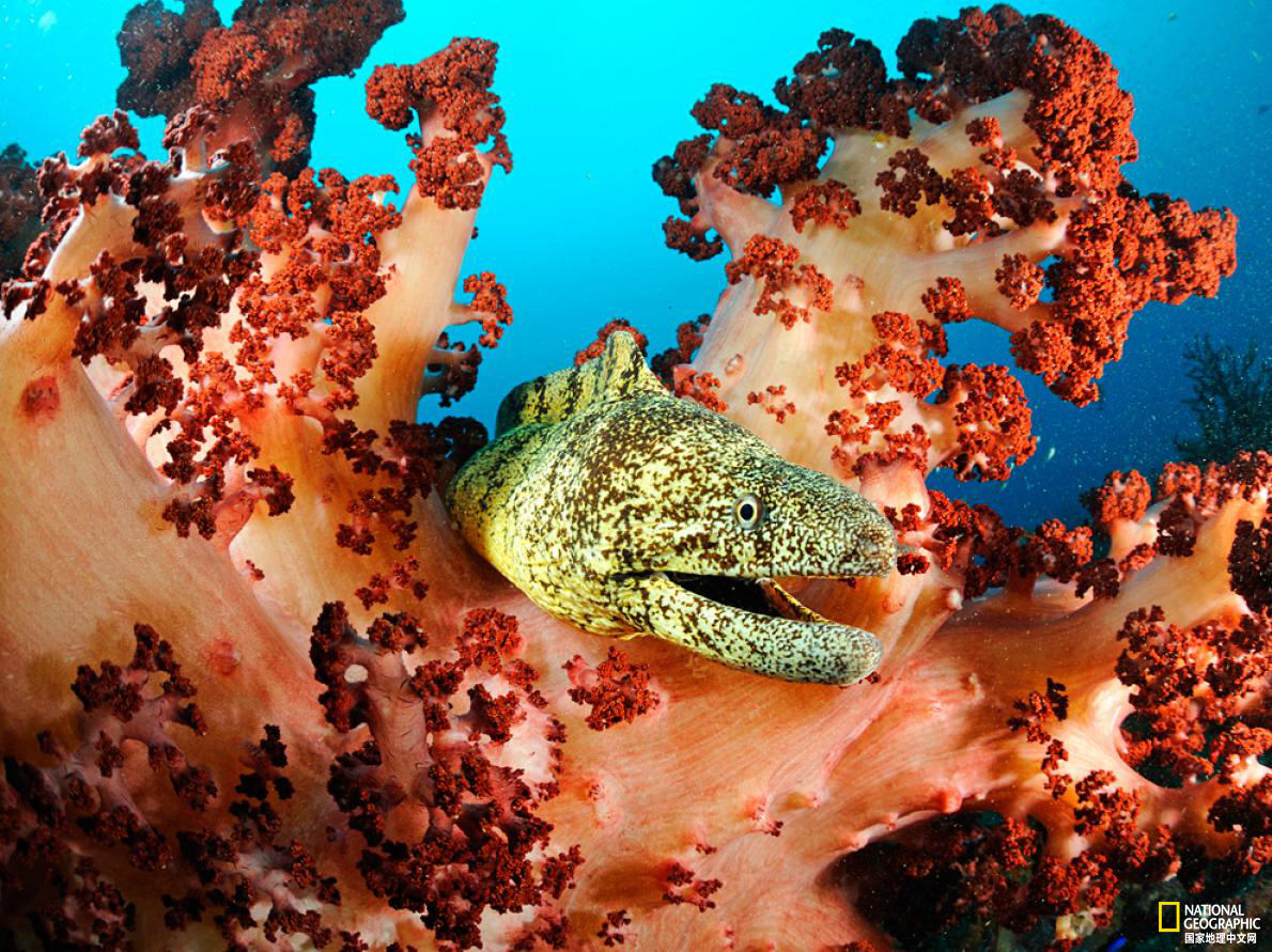 太美了！国家地理王牌摄影师探秘深海世界