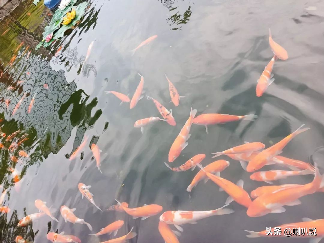 深圳大鹏自驾游十大免费景点推荐,深圳十大免费景点有哪些