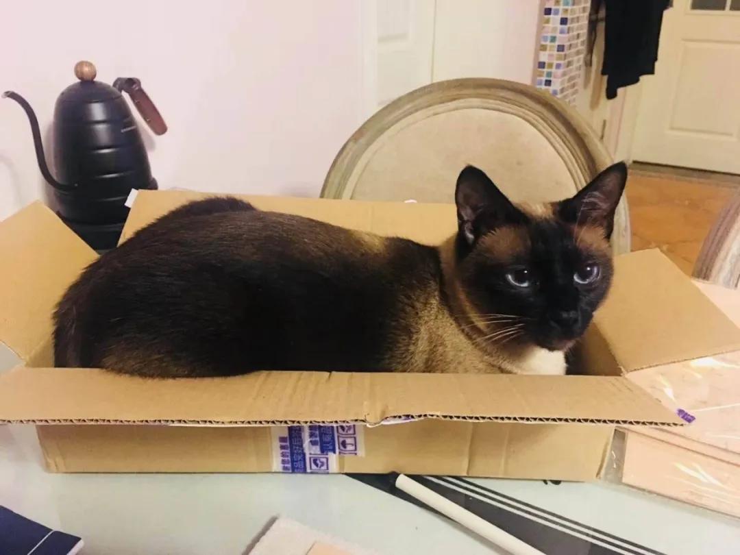 暹罗糊了是不是就不会白回来了,怎么看暹罗长大不会糊