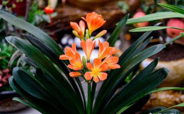 淘米水加果皮养花,淘米水加肥料