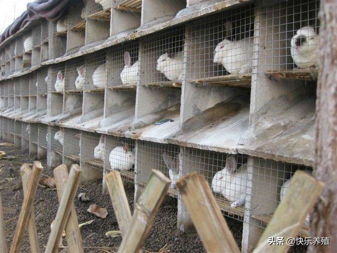 养兔窍门,养兔十大秘诀视频教程