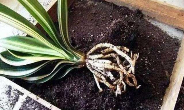 君子兰养殖方法和技巧如何浇水,君子兰夏季室外高温怎么养