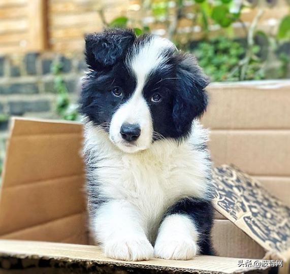 不喂狗会复位吗,不喂狗的下场