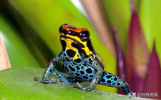 亚马逊十大凶猛植物,巴西亚马逊热带雨林动植物