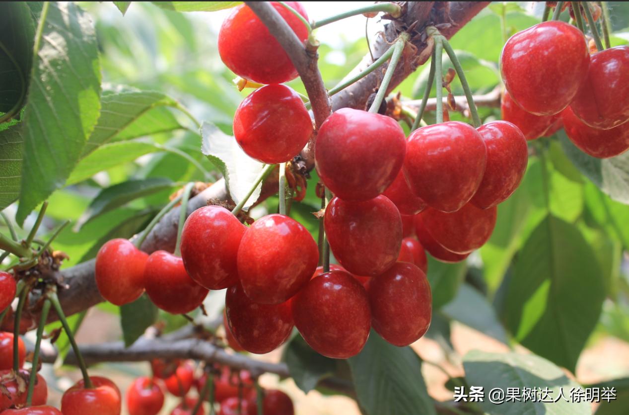 樱桃坐果用氯吡脲好还是赤霉酸好,大樱桃坐果率低的原因及解决对策