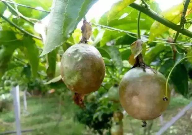 百香果黑斑病害图片,百香果下雨后病害图片视频