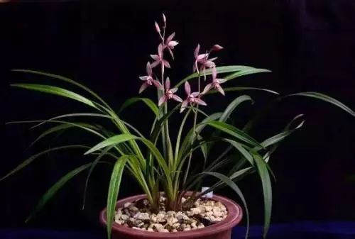 我心目中的月季,我心目中排第一的蝴蝶兰