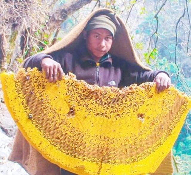 喜马拉雅采蜜人纪录片,喜马拉雅山采蜜