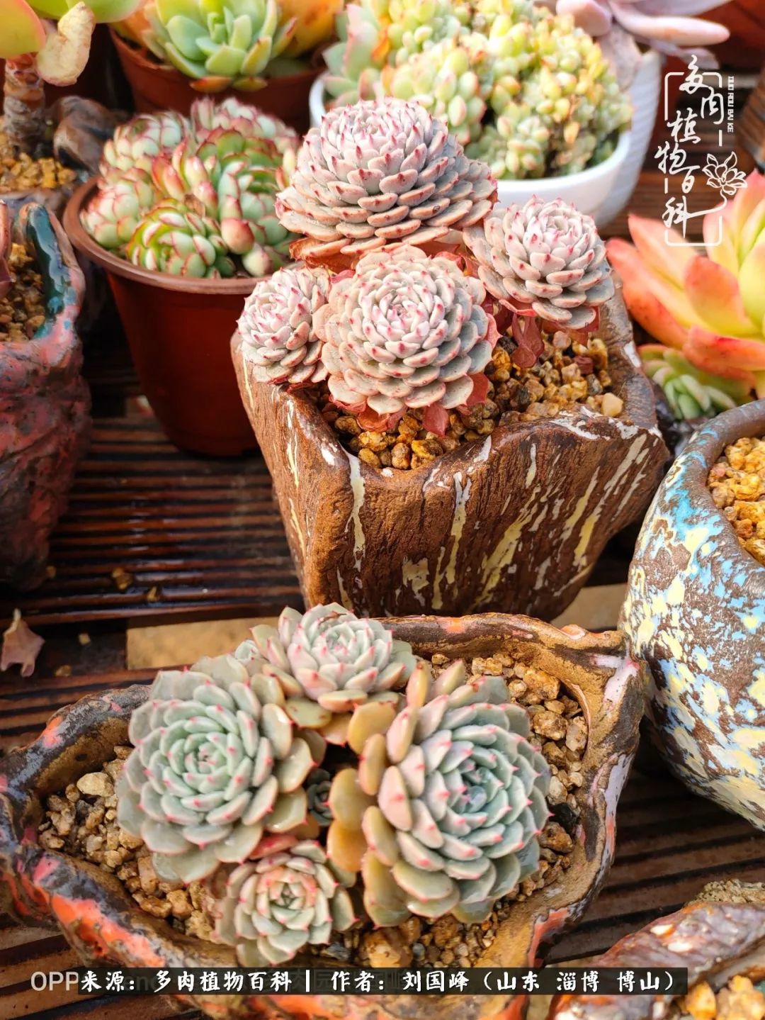 冬季室温20度以上多肉怎么养,贵的不一定就是好的便宜的