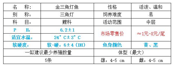 小型观赏鱼金三角灯,库尔勒金三角观赏鱼