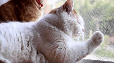 有纱窗为什么家里总有蚊子,有防盗网的房间窗户防蚊纱窗