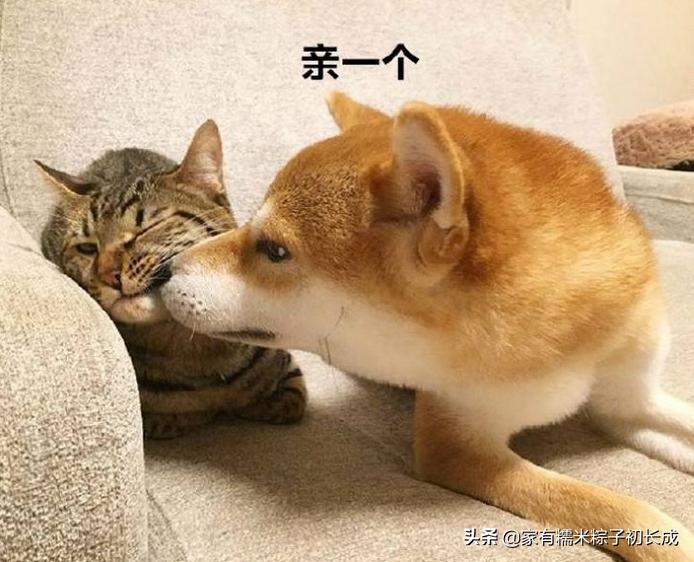 接触宠物感染,怎么防止宠物感染病毒