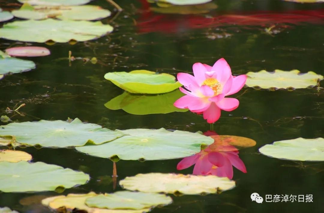 临河植物园景色,临河荷花景区