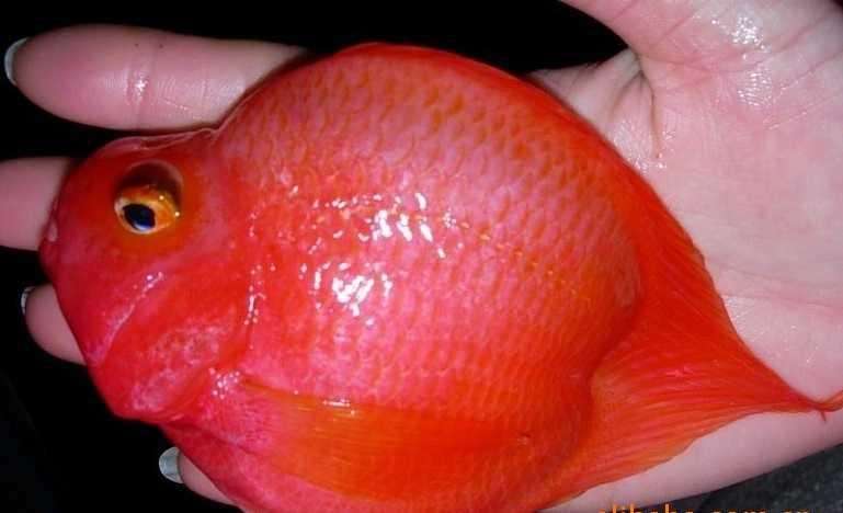 财神鱼如何快速养起头,养财神鱼适合养几条