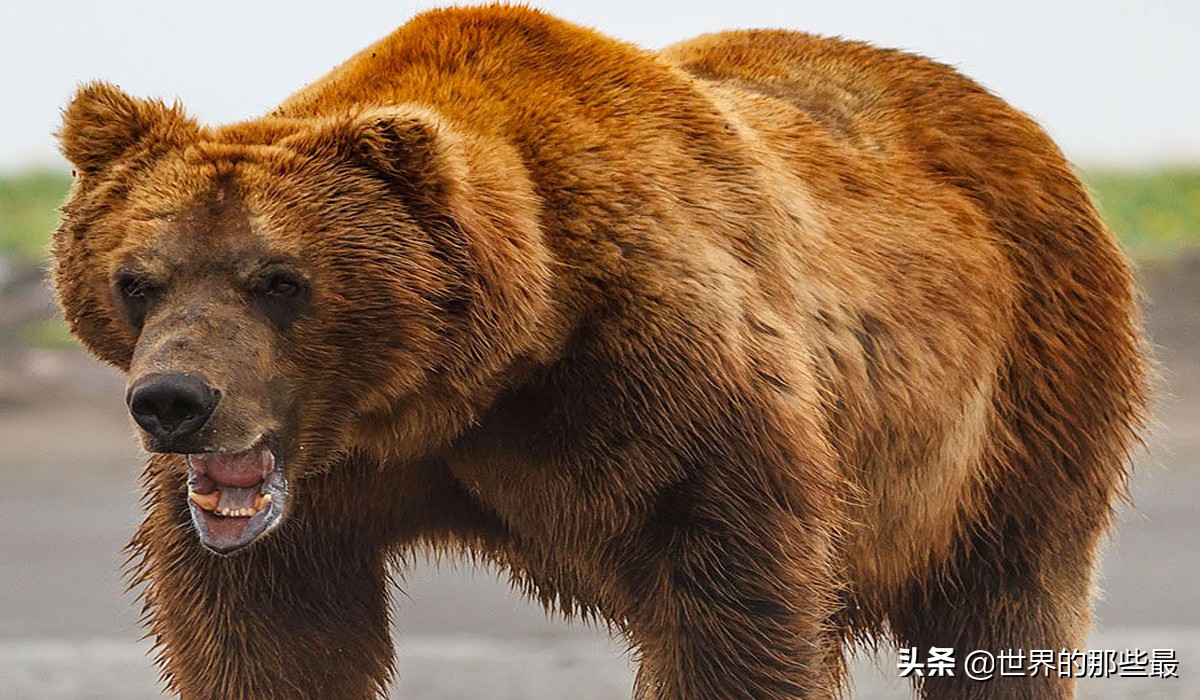 盛怒状态下的大棕熊，有“掌劈东北虎，脚踹非洲狮”的实力吗？