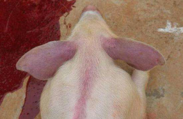 猪是怎么感染蓝耳病的,猪喘气大是蓝耳病吗