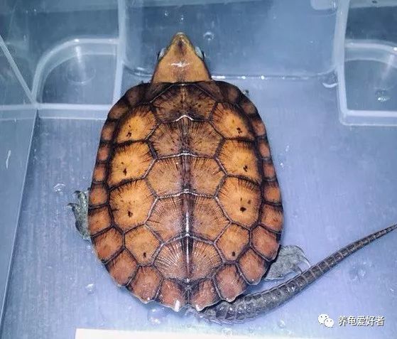 养乌龟需要注意哪些事情和细节,乌龟饲养技巧及注意事项