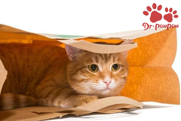 爪爪博士猫咪感冒药,爪爪博士宠物怎么样